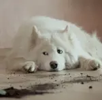 Emlakjet Jetsat mockup